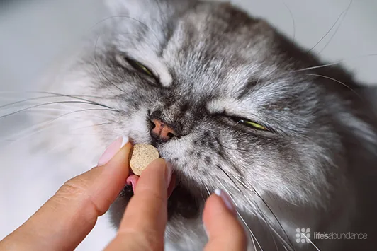 Cat eating a supplement