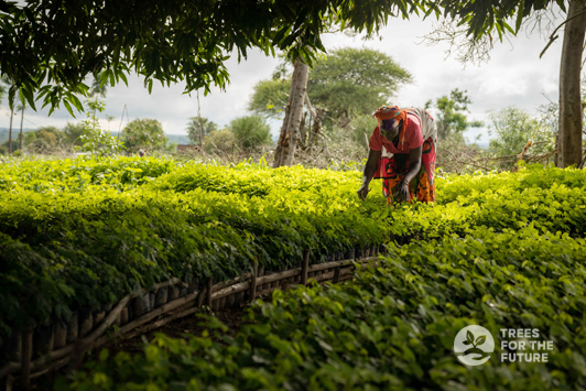 trees for the future farmer