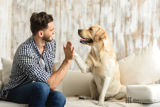 dog high-five